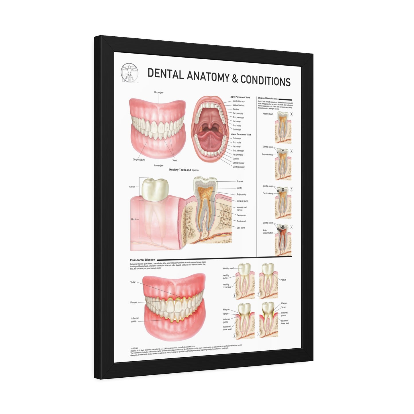 Dental Anatomy and Conditions