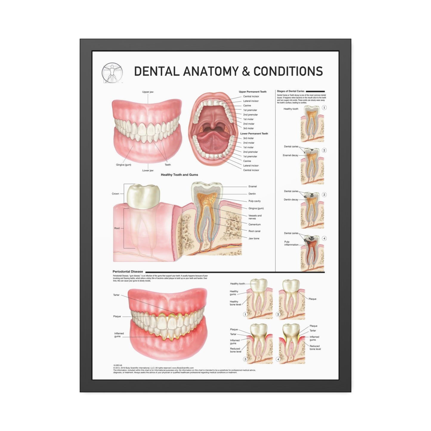 Dental Anatomy and Conditions