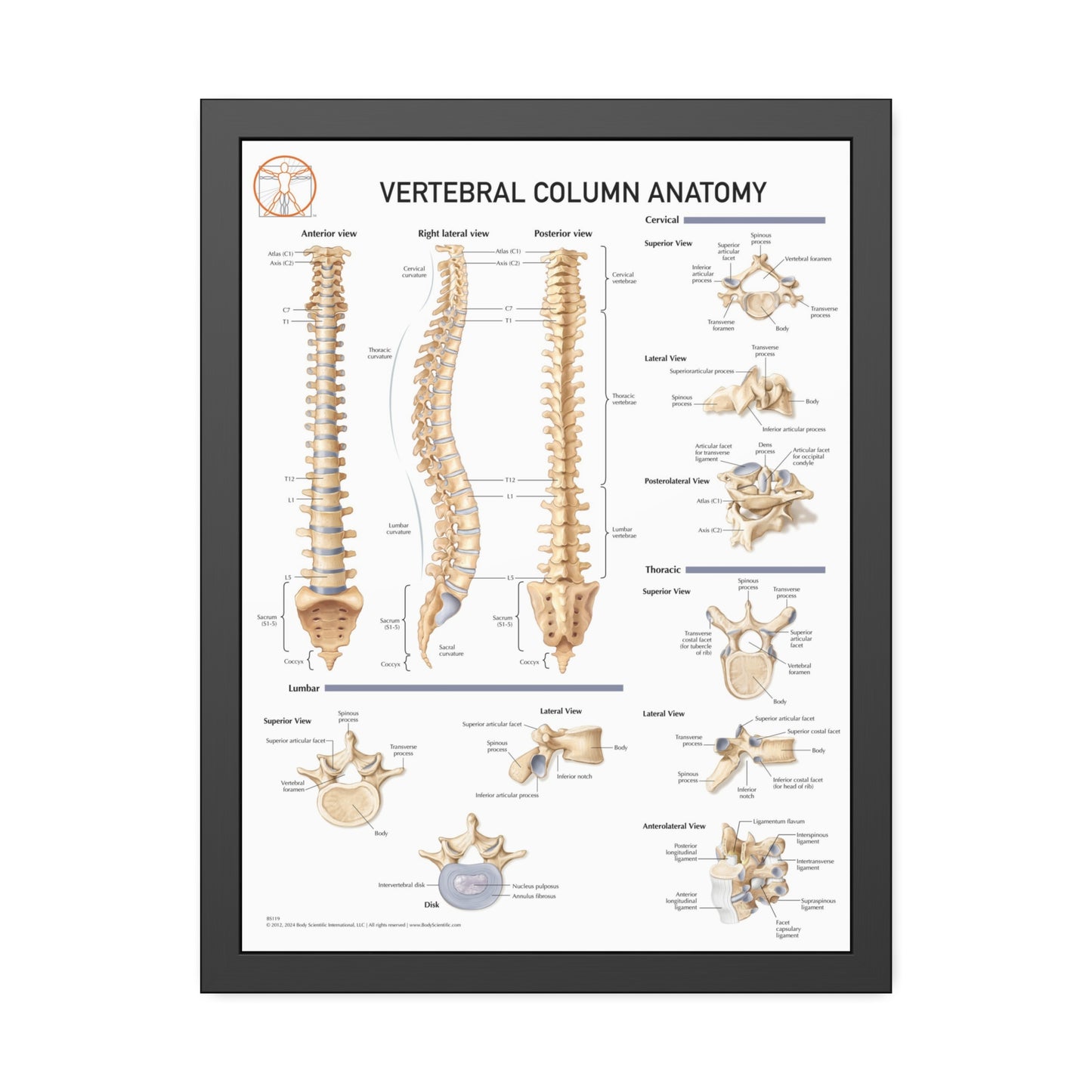 Vertebral Column Anatomy