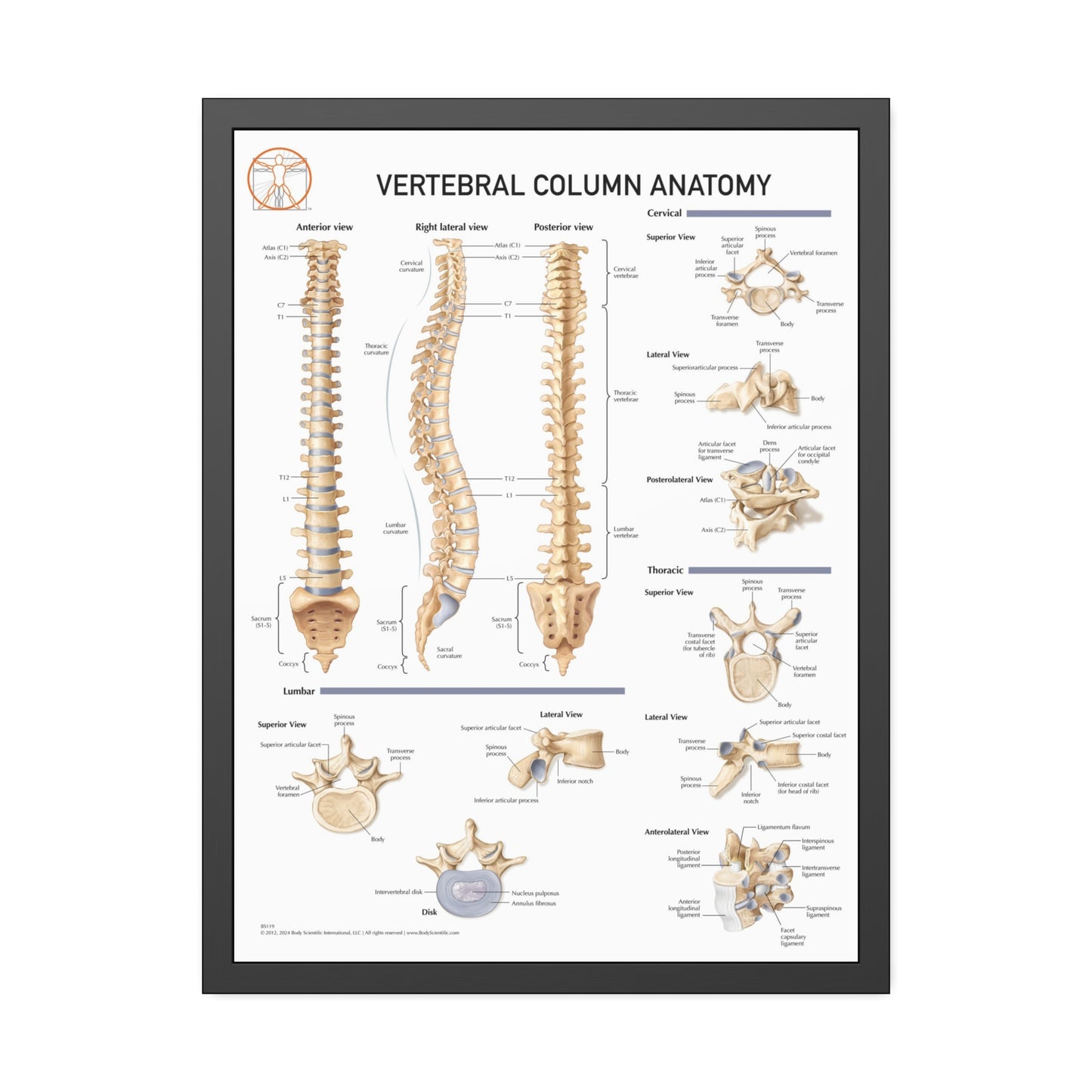 Vertebral Column Anatomy