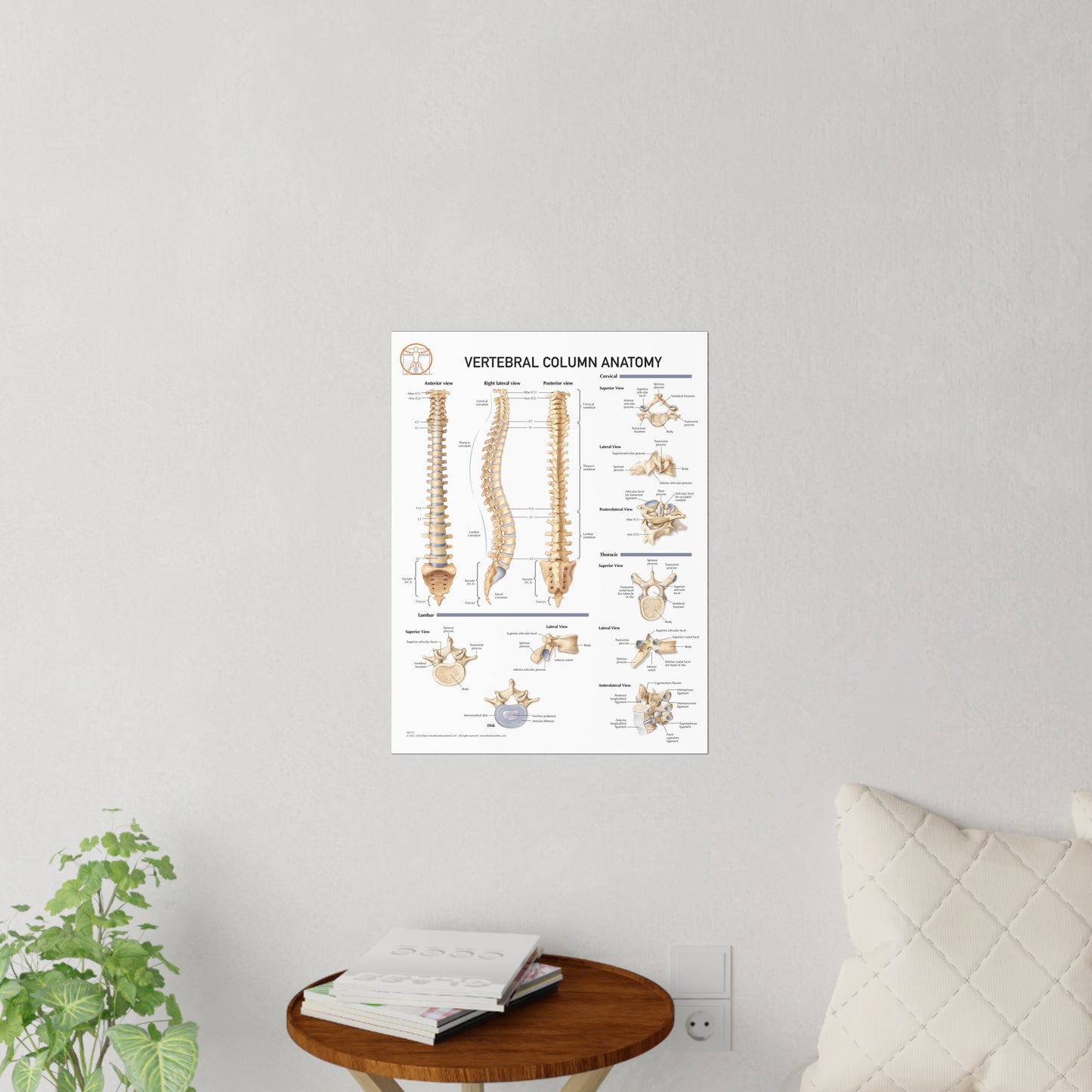 Vertebral Column Anatomy - Decal