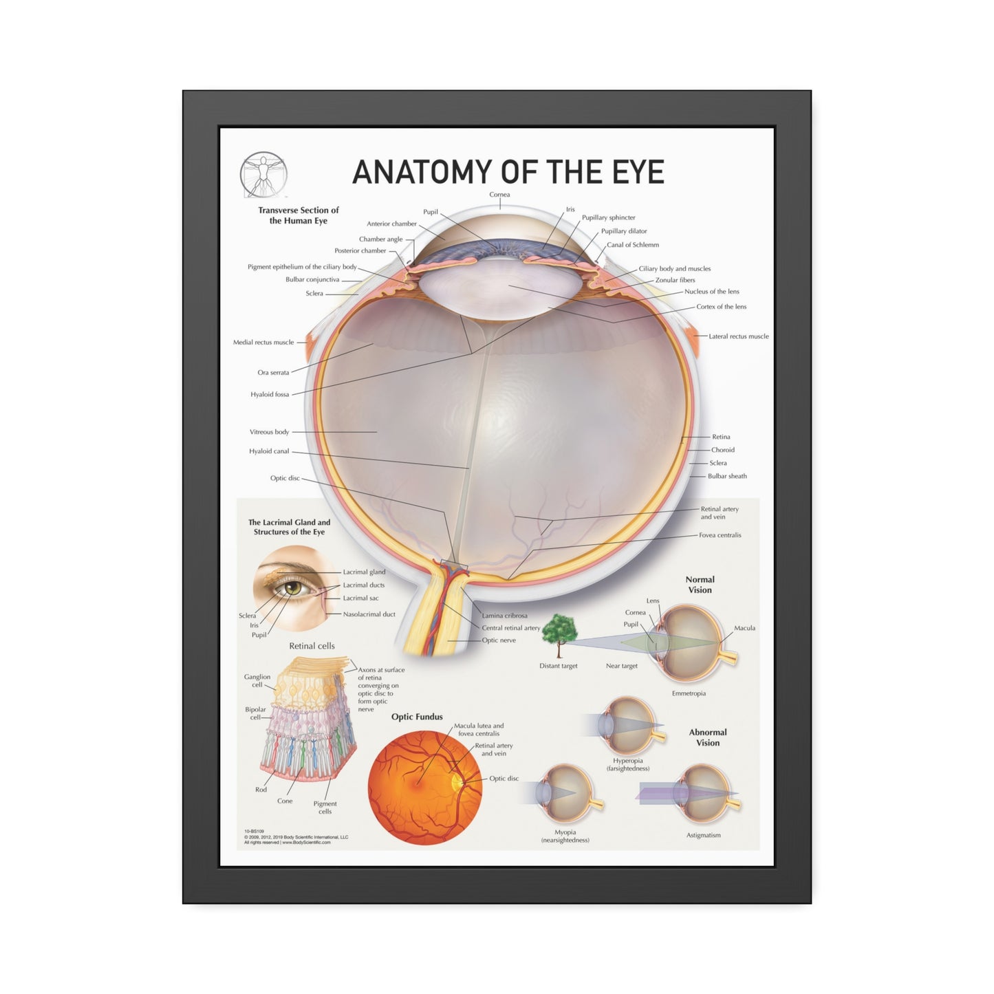 Anatomy of the Eye