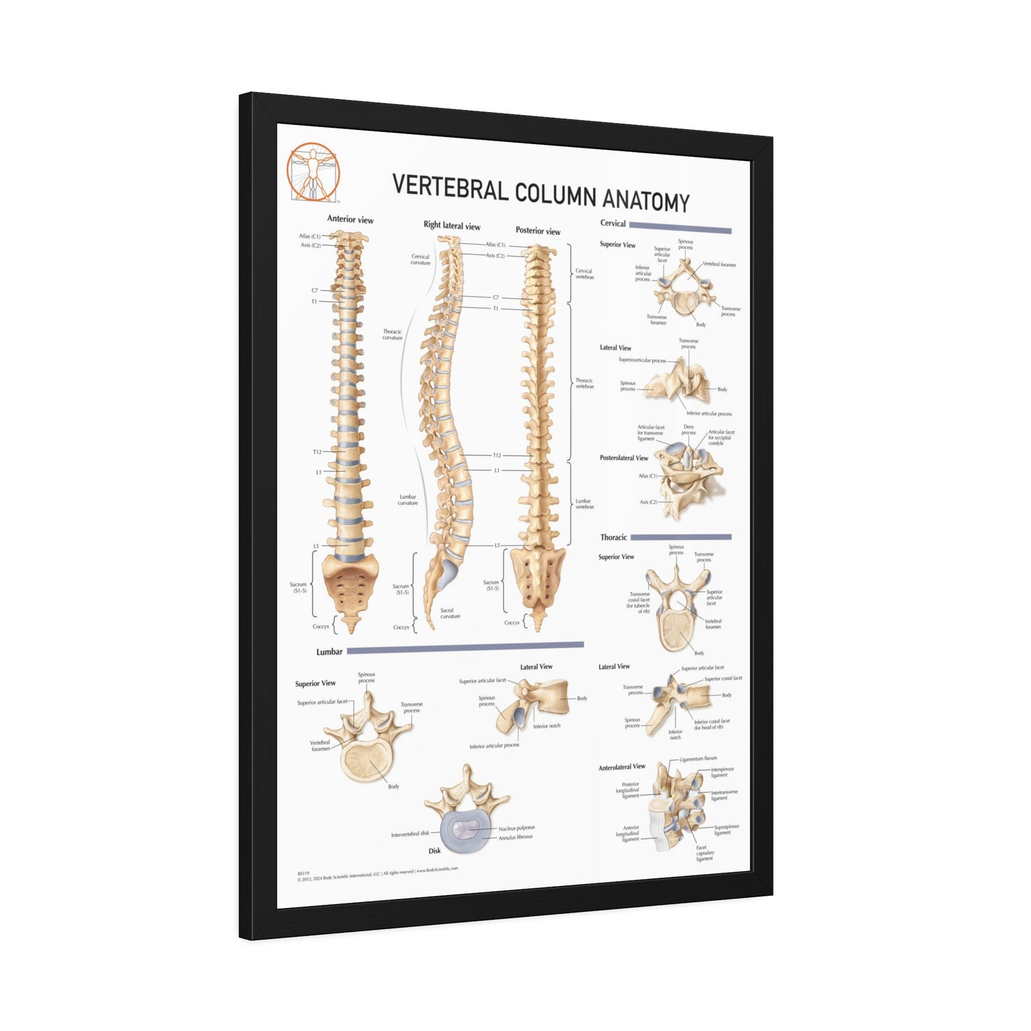 Vertebral Column Anatomy