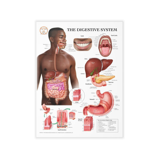 The Digestive System - Decal