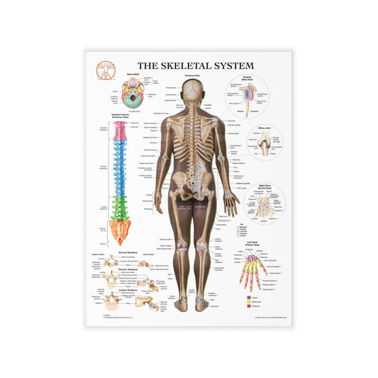 The Skeletal System - Decal