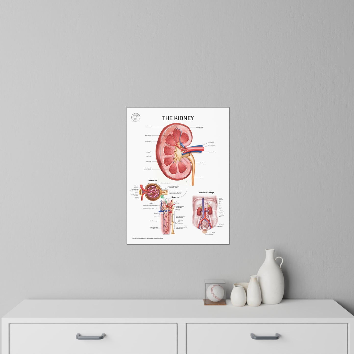 The Kidney - Decal