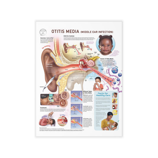 Otitis Media (Middle Ear Infection) - Decal