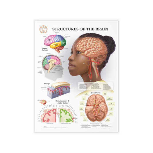 Structures of The Brain - Decal