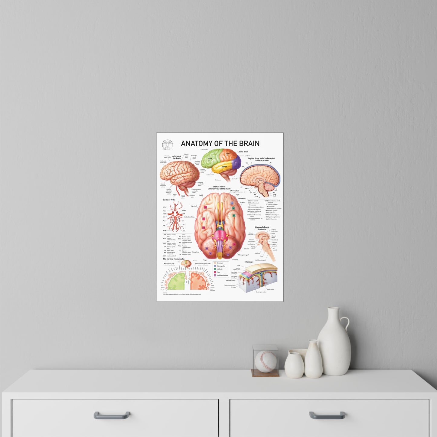 Anatomy of the Brain - Decal