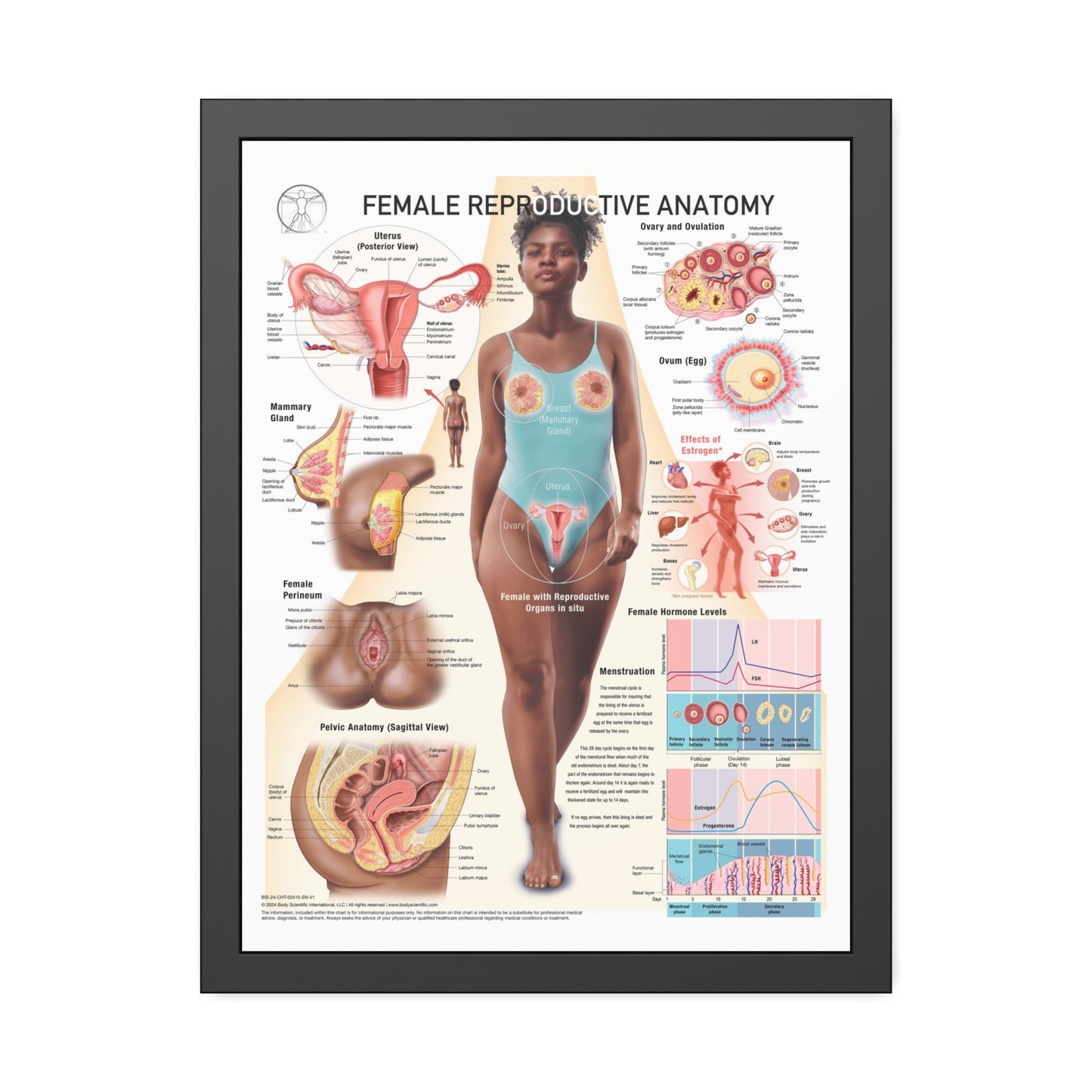 Female Reproductive System