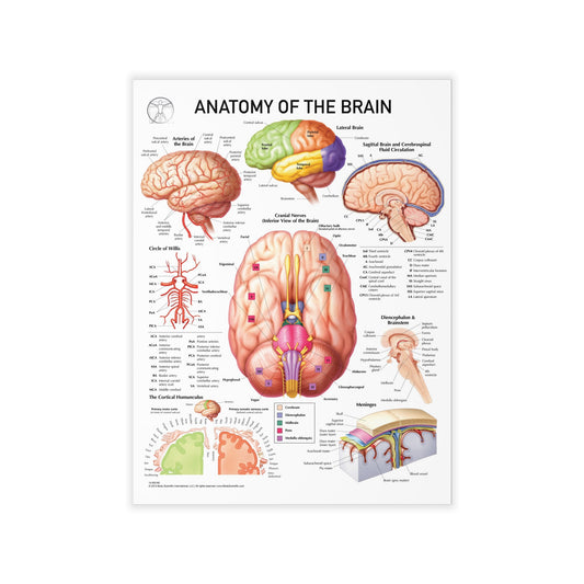 Anatomy of the Brain - Decal