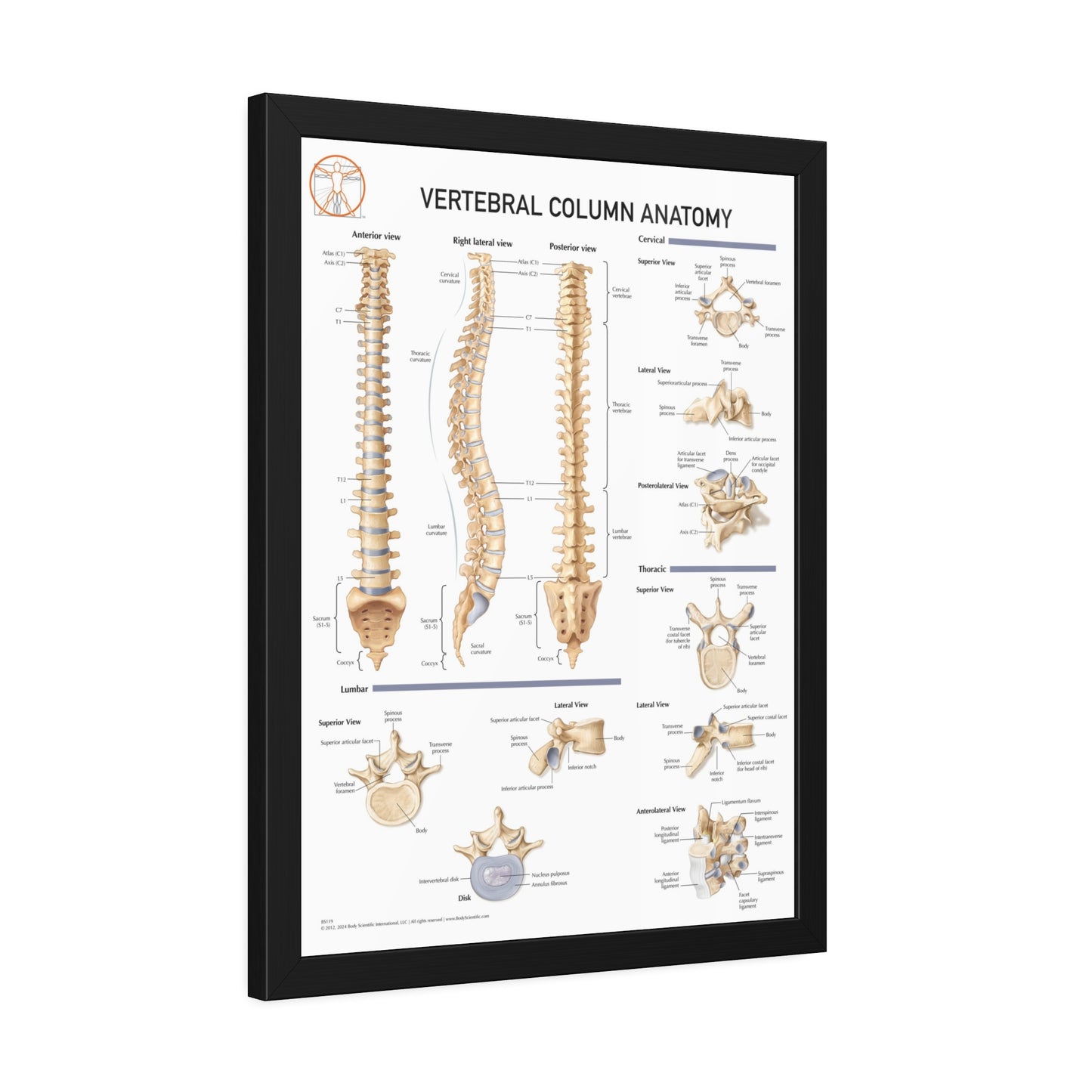 Vertebral Column Anatomy