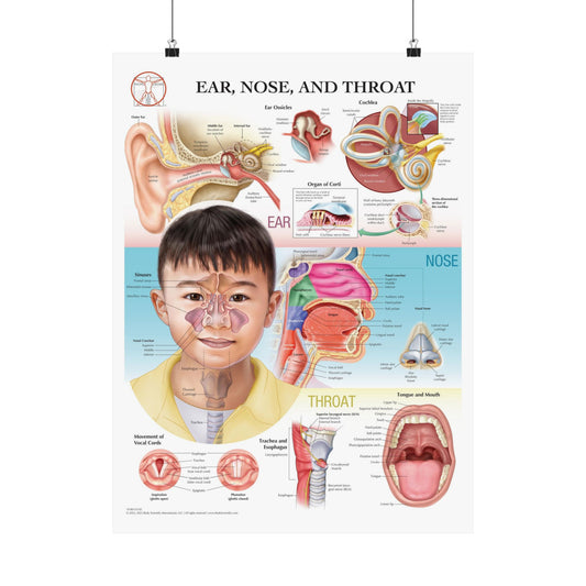 Ear, Nose and Throat