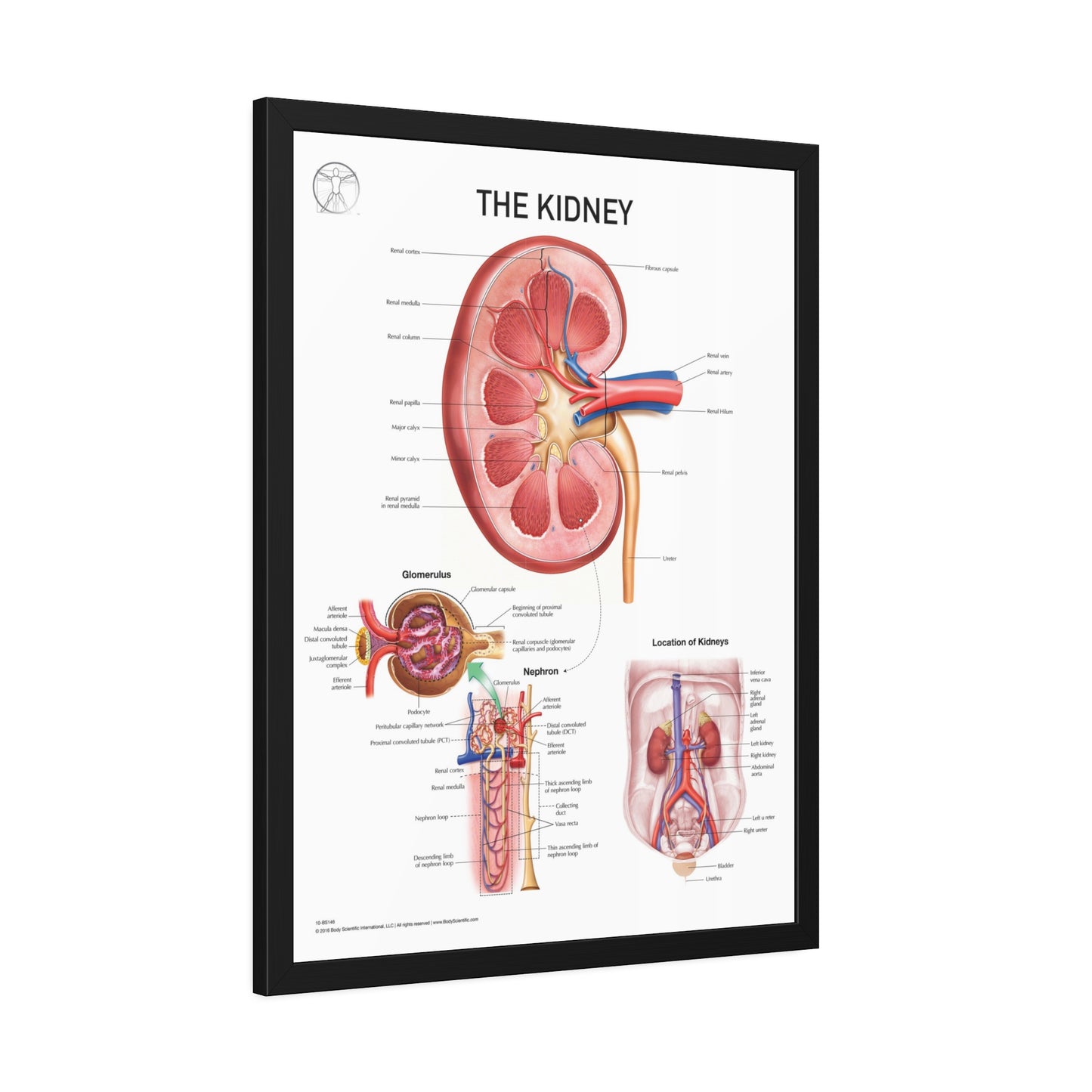 The Kidney