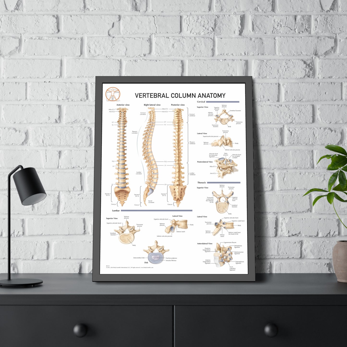 Vertebral Column Anatomy