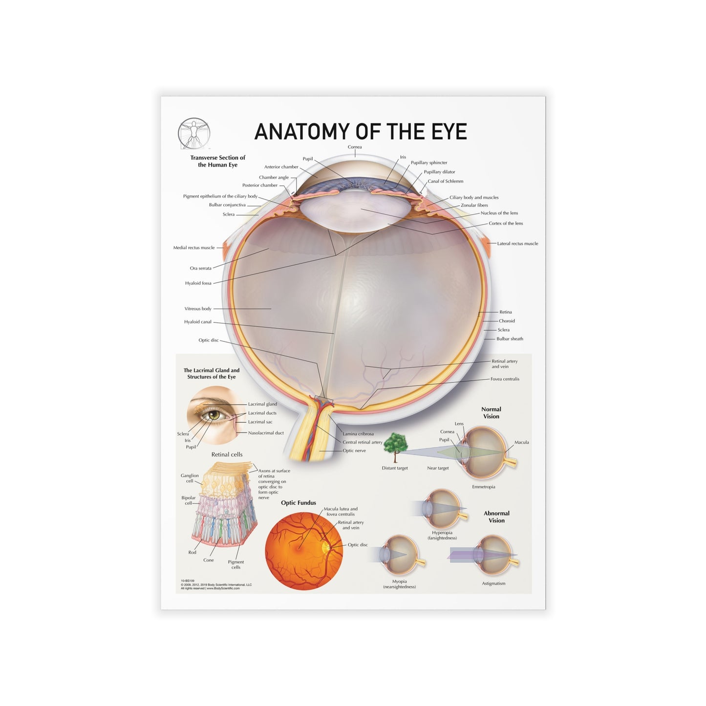 Anatomy of the Eye - Decal