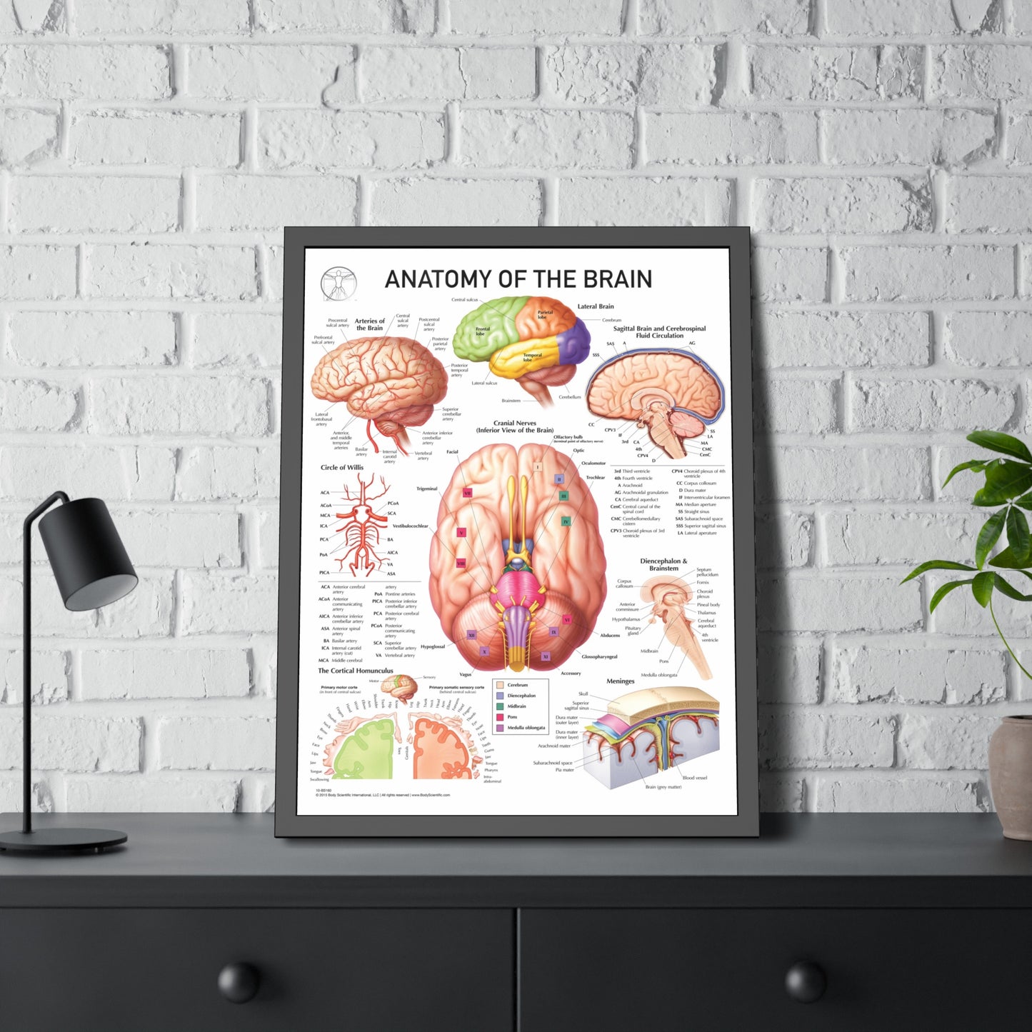 Anatomy of the Brain