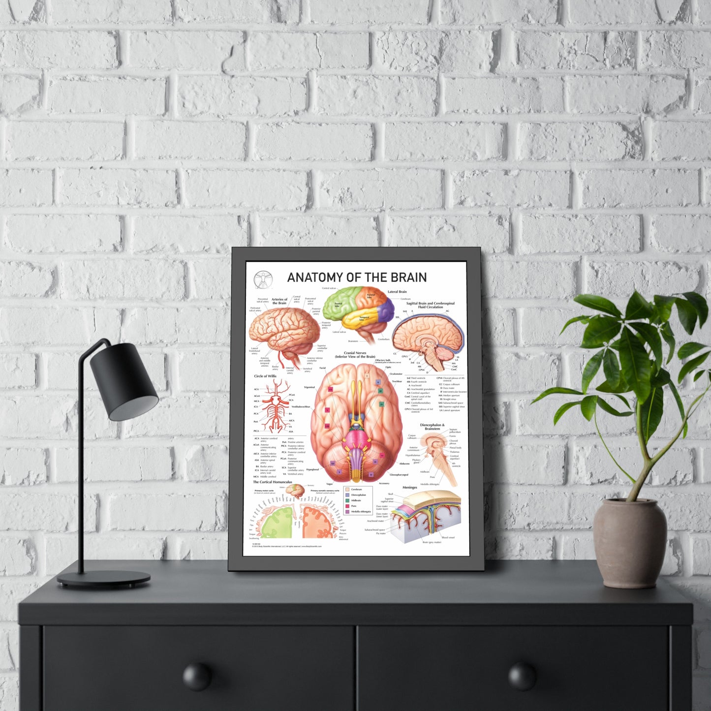 Anatomy of the Brain