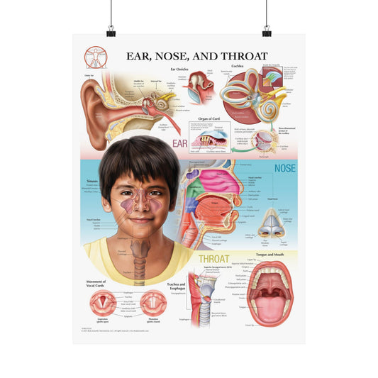 Ear, Nose and Throat