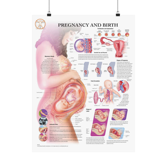 Pregnancy and Birth