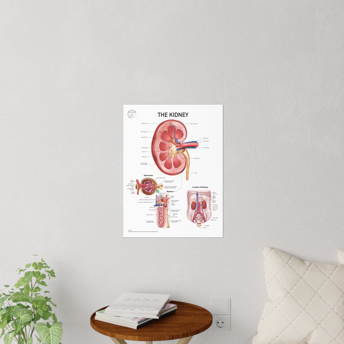 The Kidney - Decal