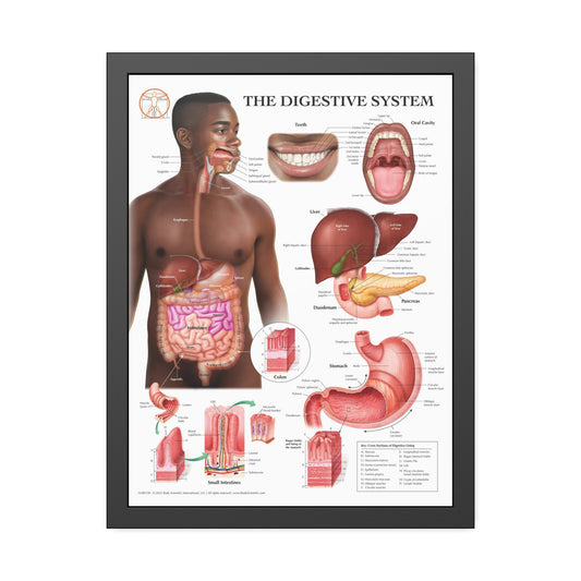 Framed Digestive System