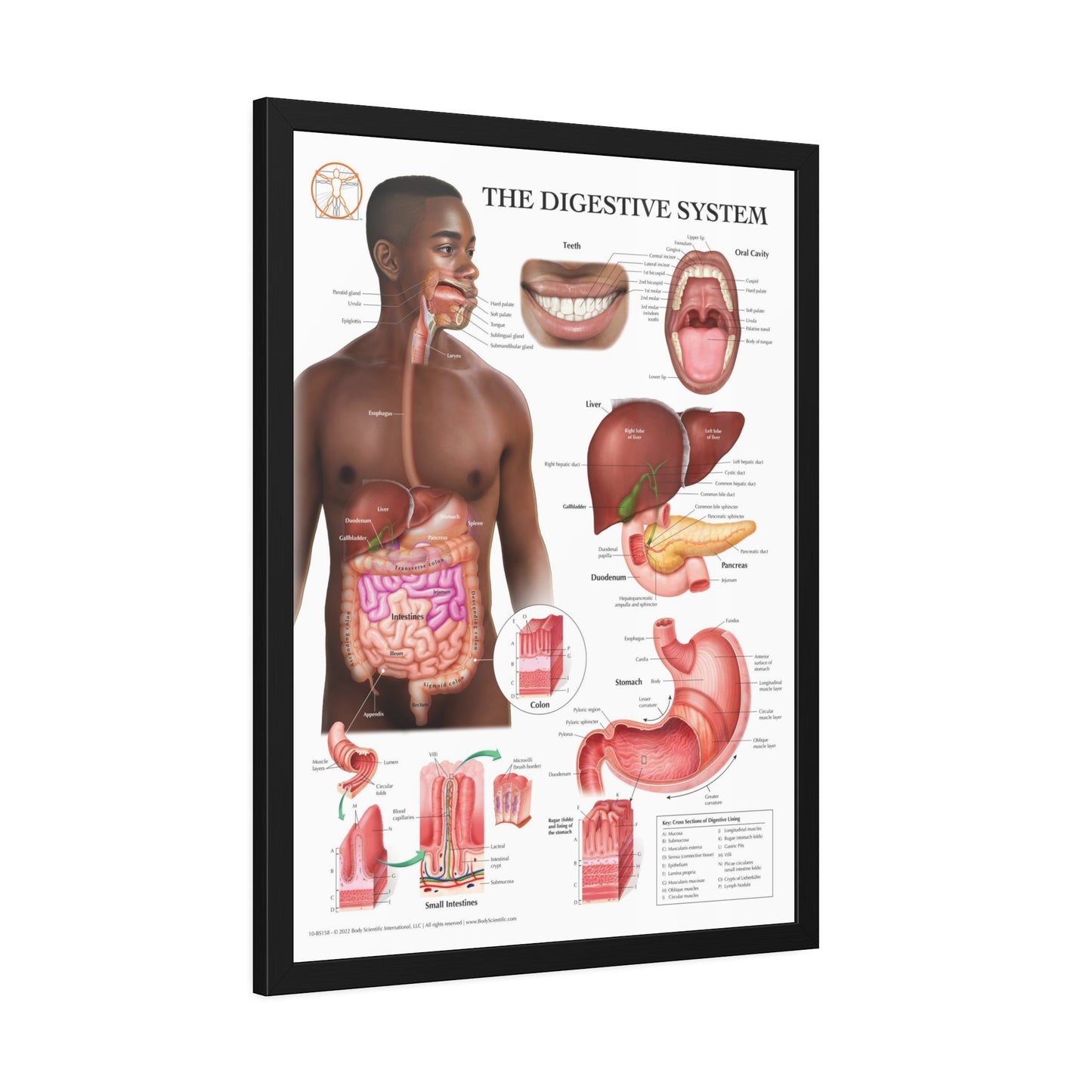 Framed Digestive System