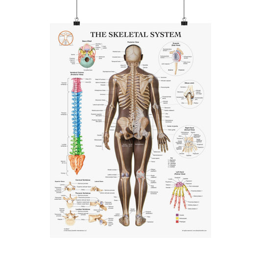 The Skeletal System (Posterior)