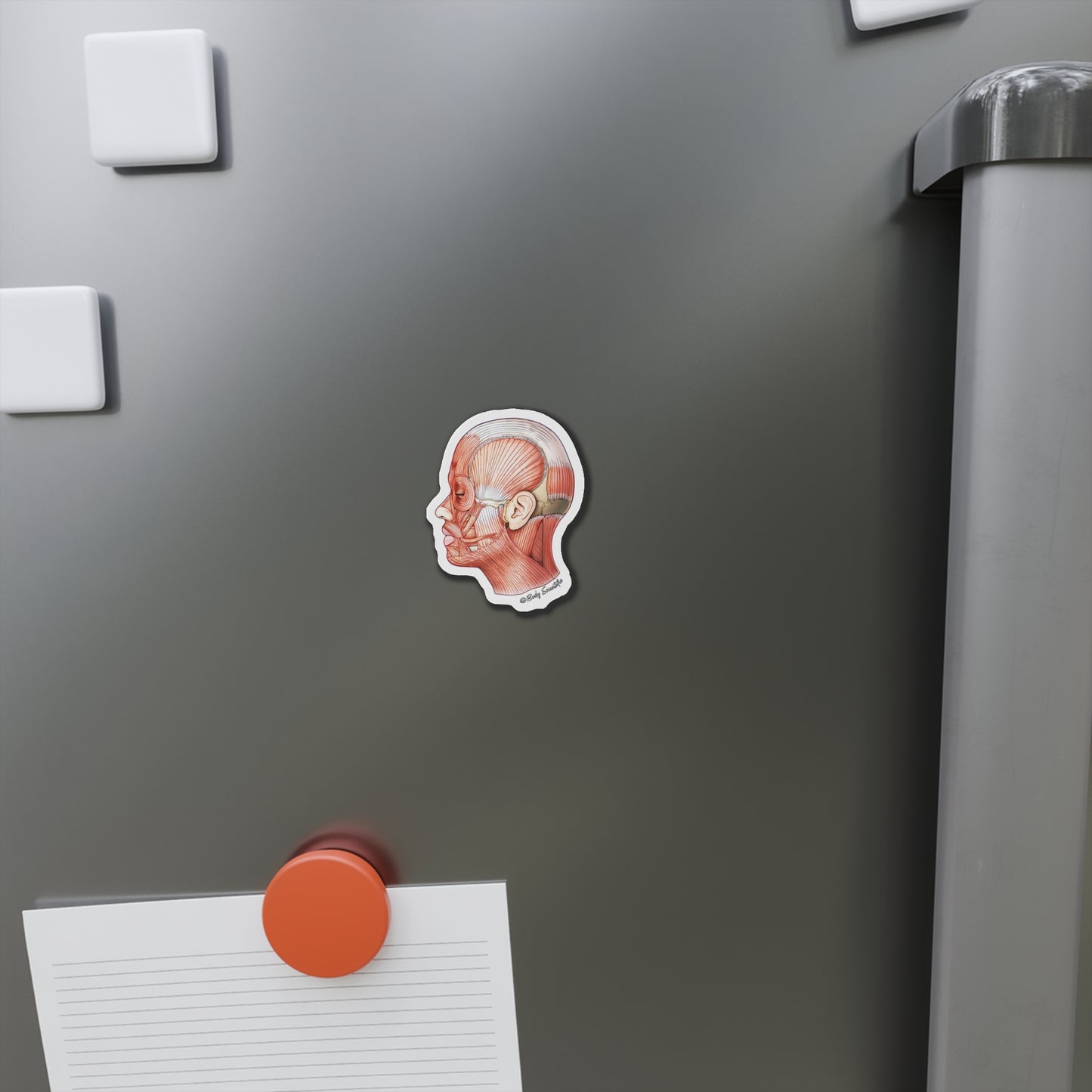 Facial Muscle - Diecut Magnet