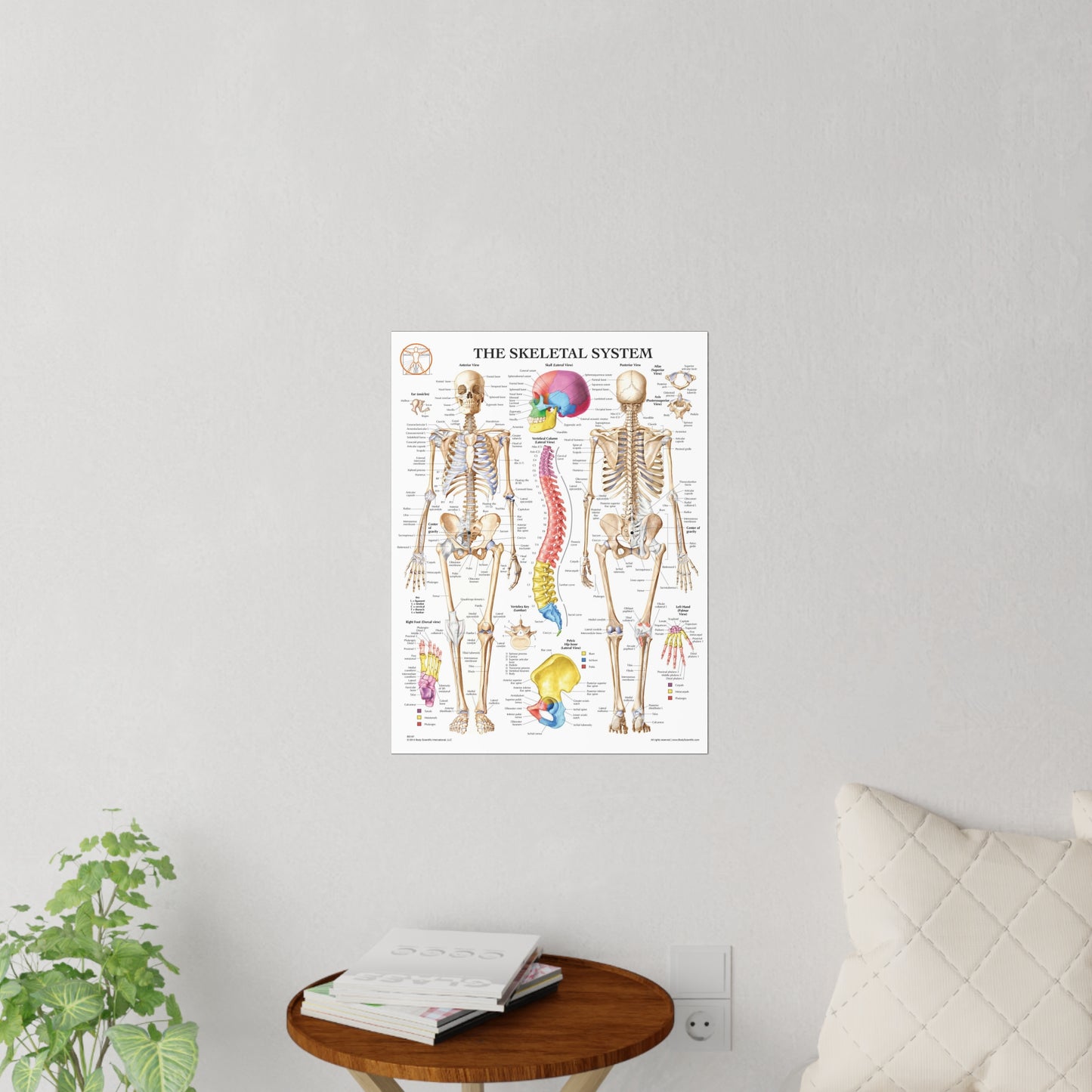 The Skeletal System - Decal