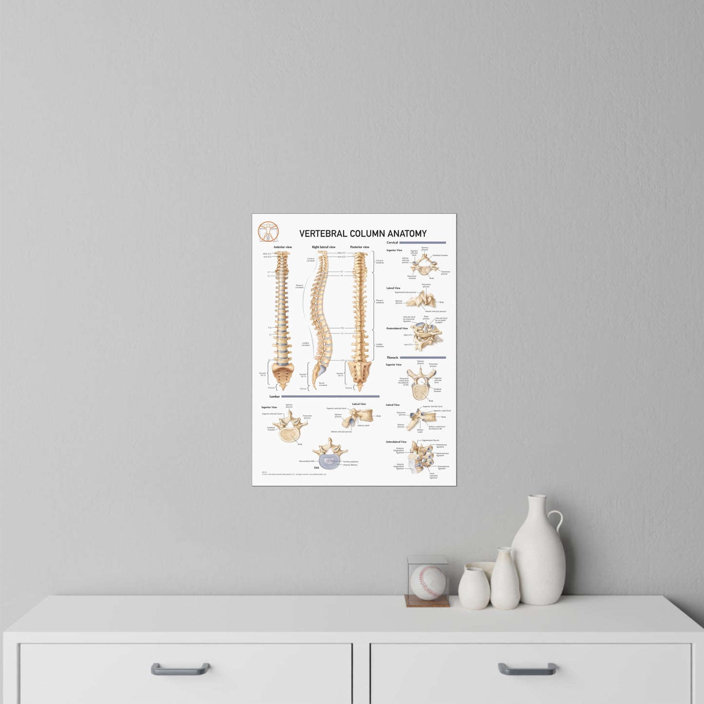 Vertebral Column Anatomy - Decal