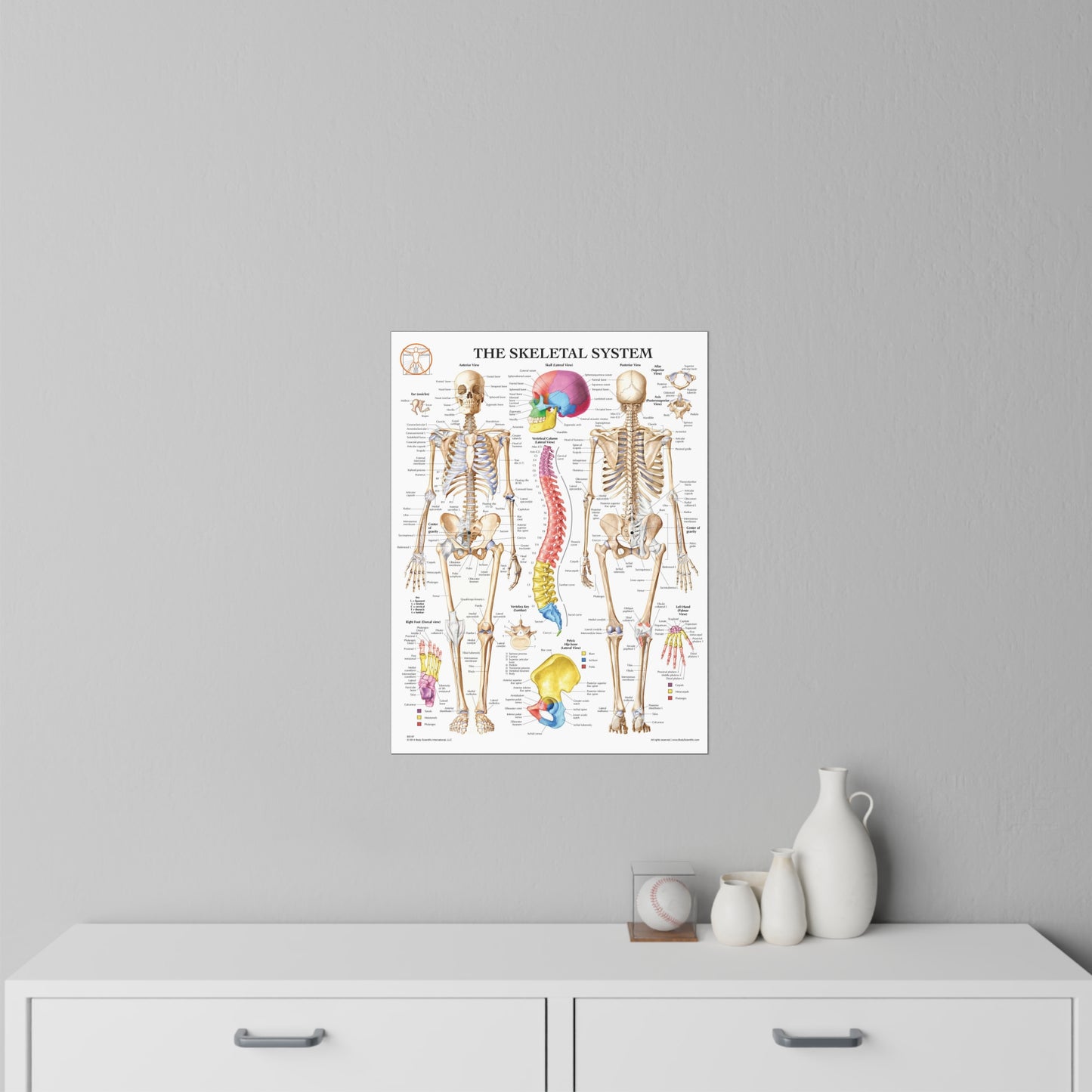 The Skeletal System - Decal