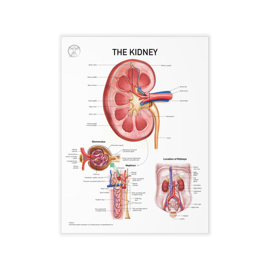 The Kidney - Decal