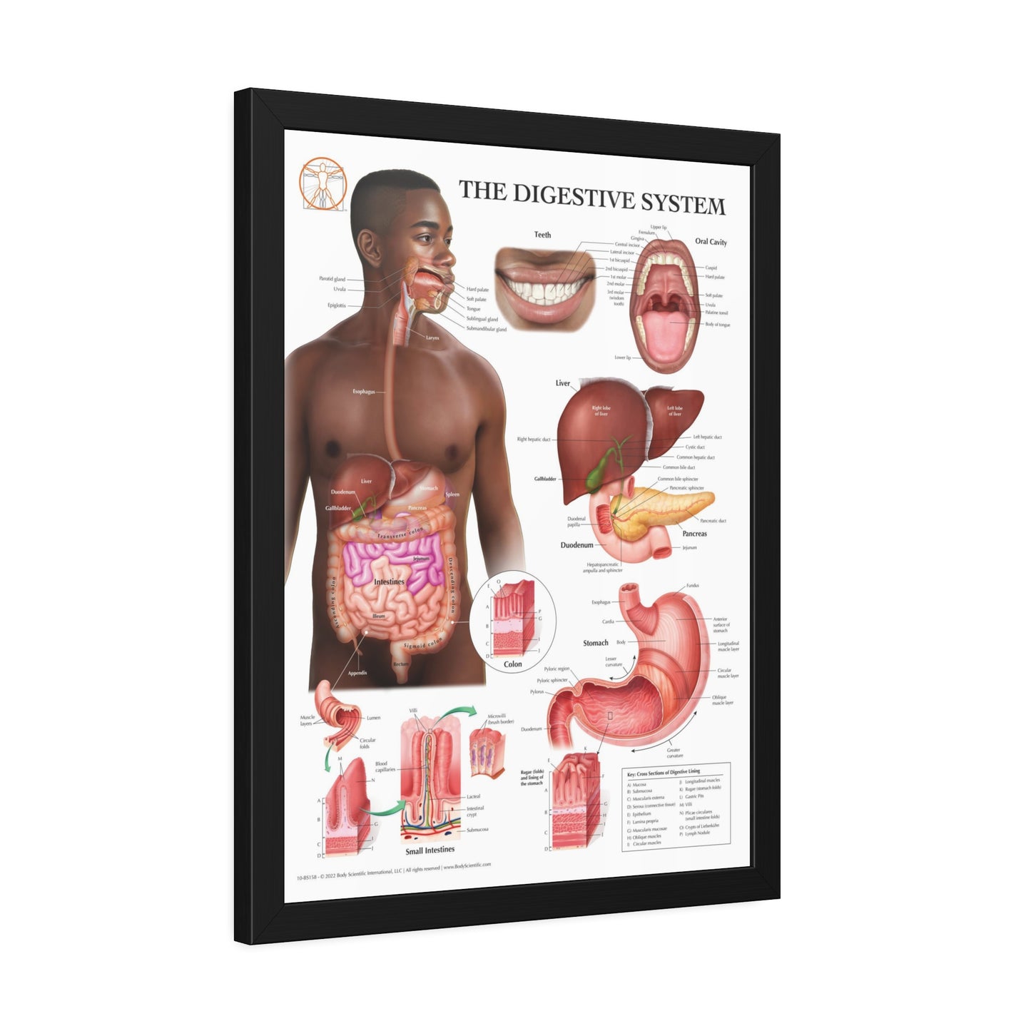 Framed Digestive System