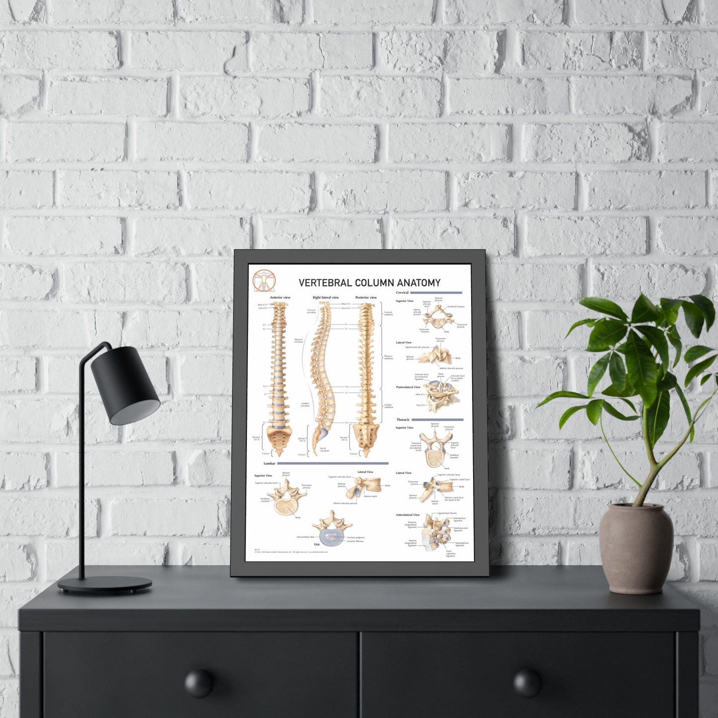 Vertebral Column Anatomy