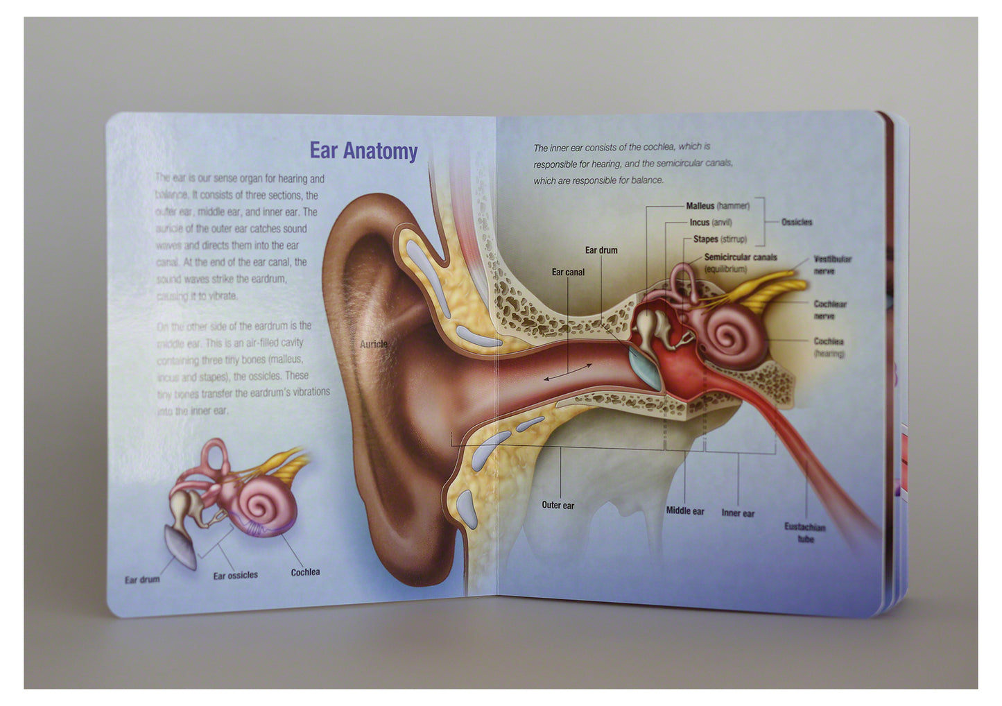 Otitis Media Board Book: Essential Ear Anatomy and Infection Guide