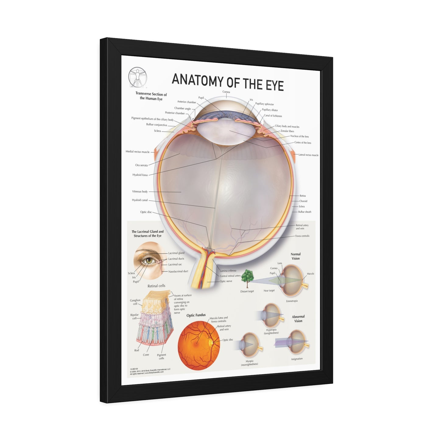 Anatomy of the Eye