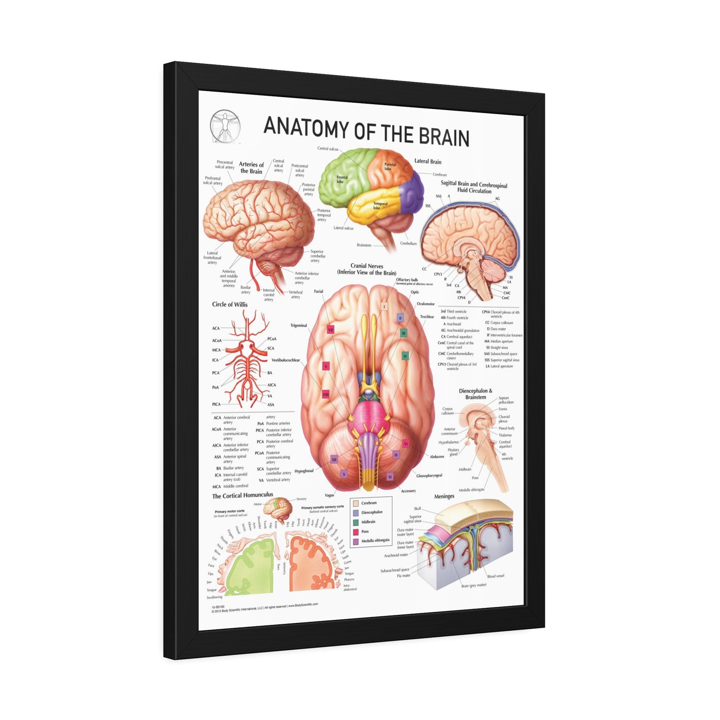 Anatomy of the Brain