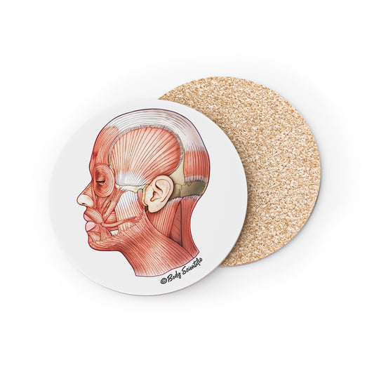Facial Muscles Coasters