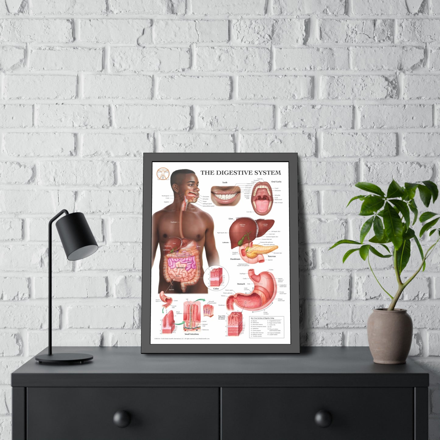 Framed Digestive System