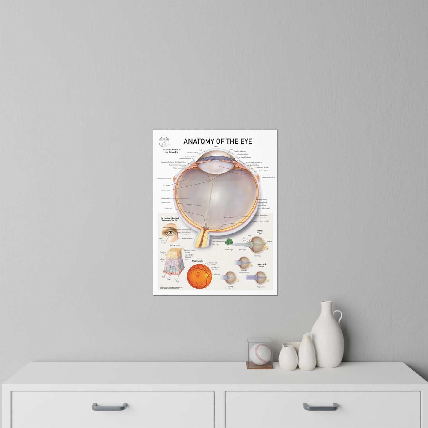 Anatomy of the Eye - Decal