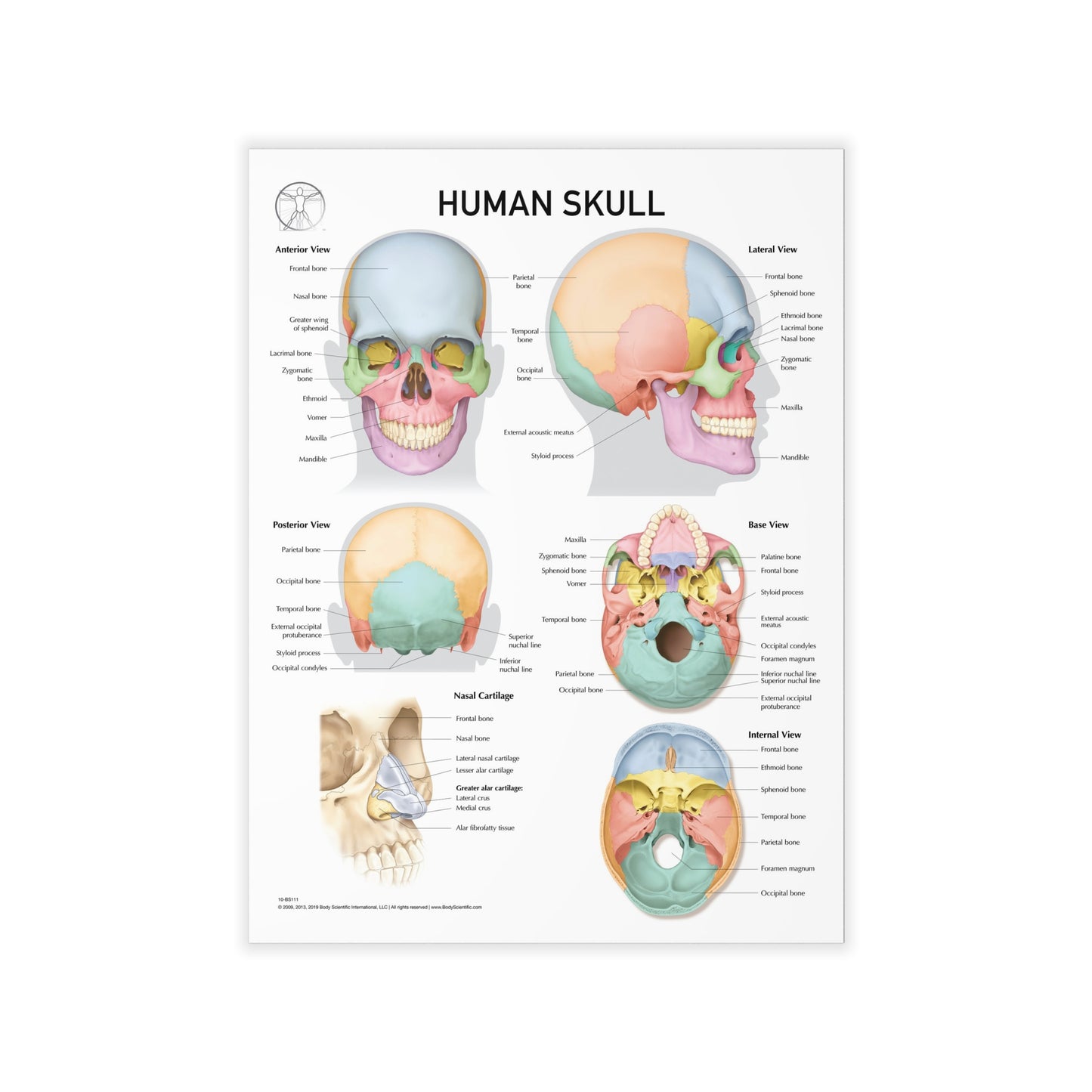 Human Skull - Decal