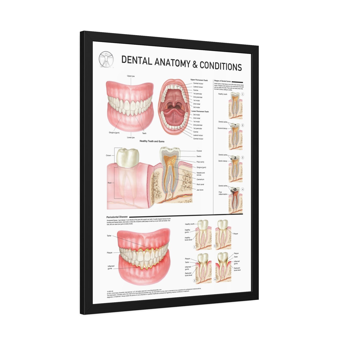 Dental Anatomy and Conditions