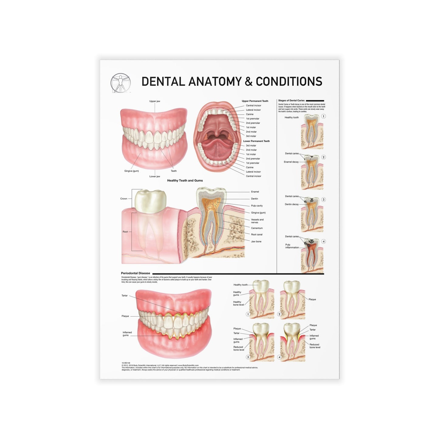 Dental Anatomy - Decal