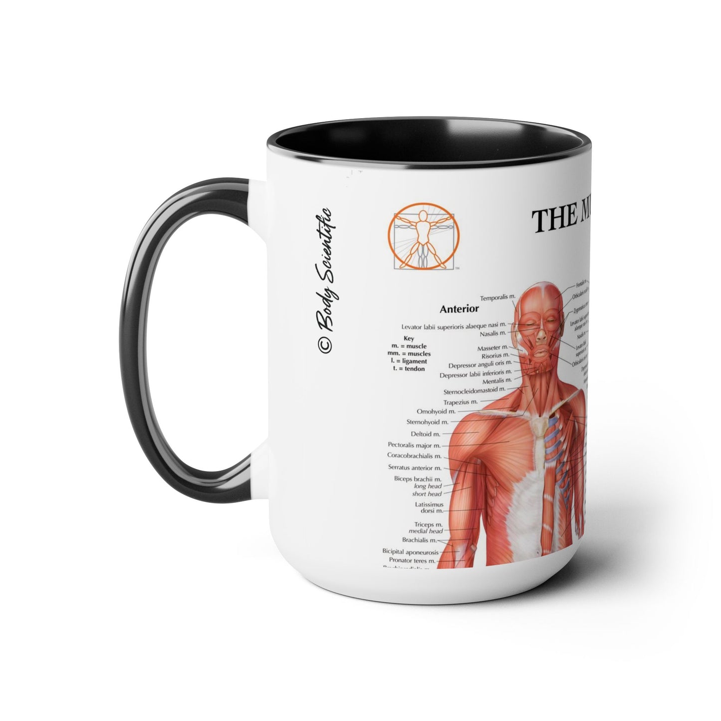 The Muscular System, 15oz