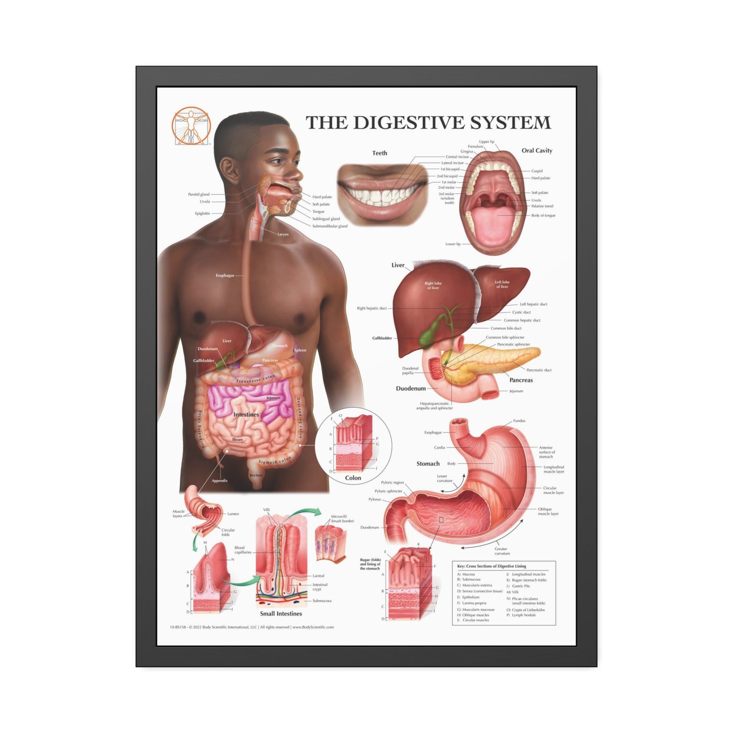 Framed Digestive System