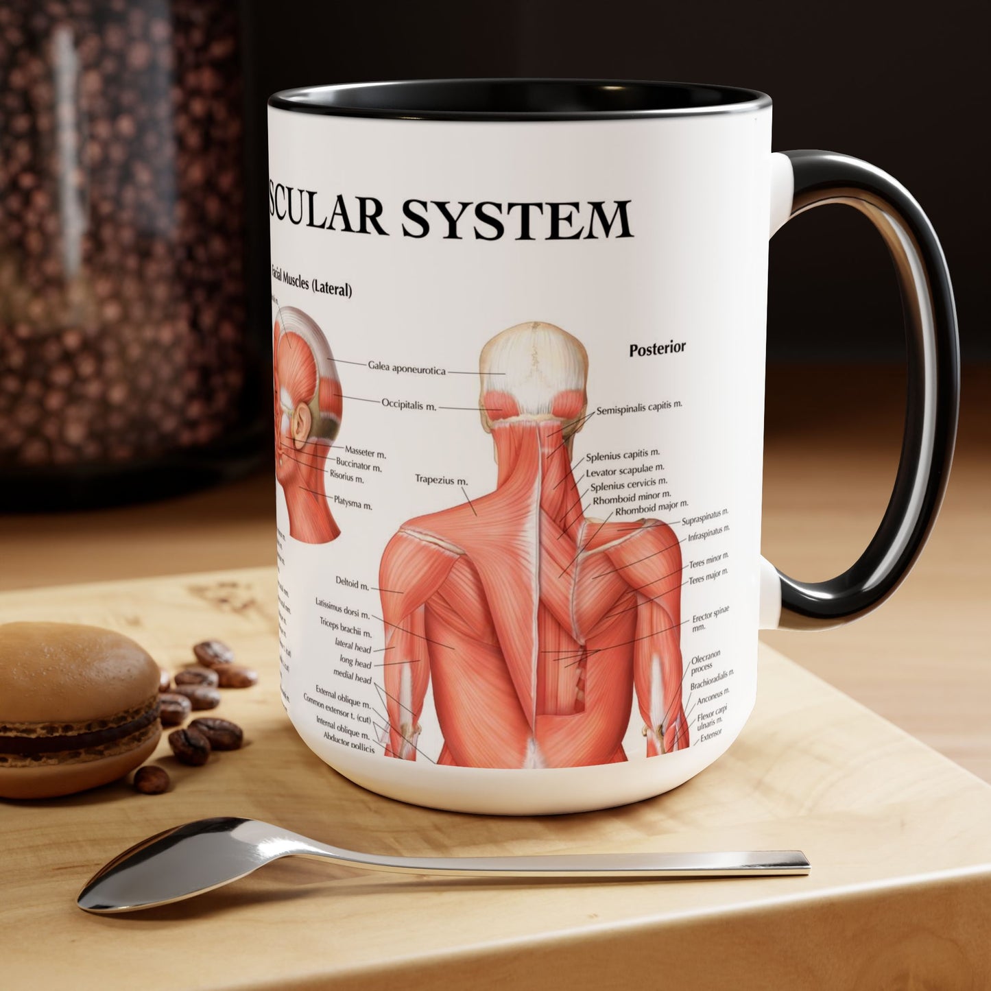 The Muscular System, 15oz