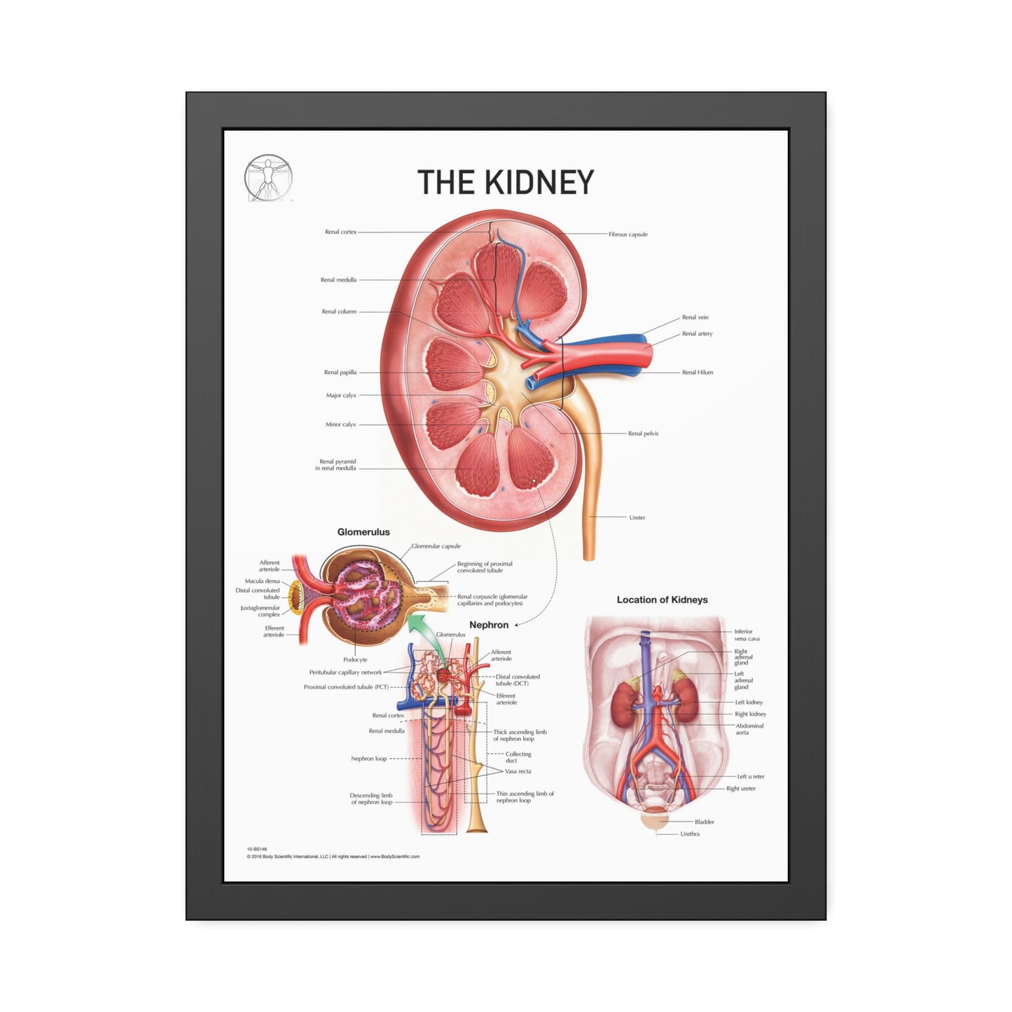 The Kidney