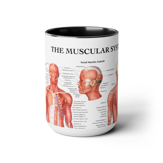 The Muscular System, 15oz