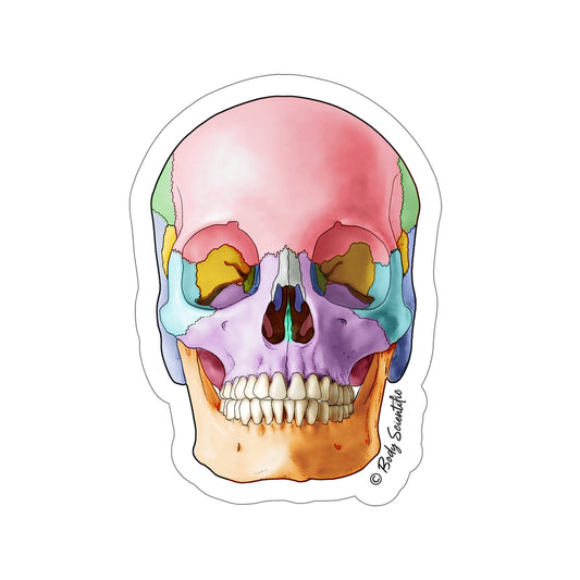 Skull - Diecut Sticker